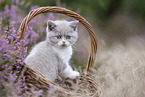 British Shorthair kitten in the heathland