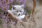 British Shorthair kitten in the heathland