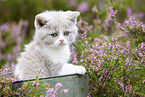 British Shorthair kitten in the heathland