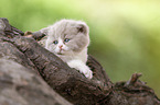 lying British Shorthair Kitten