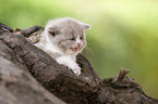 lying British Shorthair Kitten