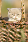 British Shorthair Kitten in the basket