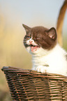 British Shorthair Kitten in the basket