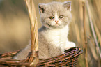 British Shorthair Kitten in the basket