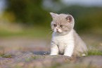 sitting British Shorthair Kitten