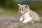 sitting British Shorthair Kitten