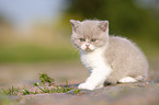 sitting British Shorthair Kitten