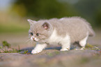 British Shorthair Kitten