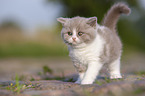 standing British Shorthair Kitten