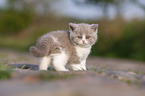 standing British Shorthair Kitten