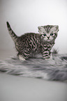 British Shorthait kitten