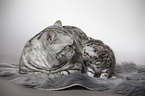 British Shorthait tomcat with kitten