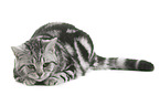 female British Shorthair