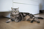 lying British Shorthair