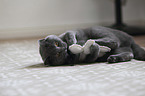 playing British Shorthair