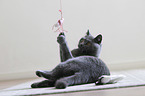 playing British Shorthair