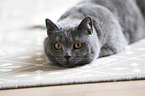 blue British Shorthair