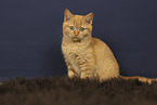 sitting British Shorthair