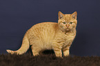 standing British Shorthair