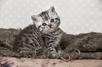 sitting British Shorthair Kitten