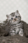 sitting British Shorthair Kitten