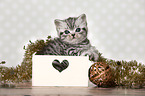 British Shorthair Kitten