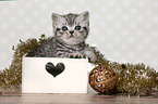 British Shorthair Kitten