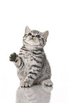 sitting British Shorthair Kitten