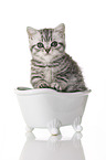 British Shorthair Kitten in the bath