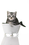 British Shorthair Kitten in the bath