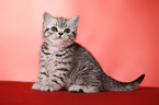 sitting British Shorthair Kitten