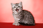 sitting British Shorthair Kitten