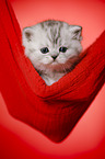 British Shorthait kitten portrait