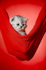 British Shorthait kitten portrait
