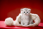 sitting British Shorthait kitten