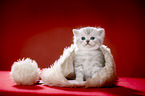 sitting British Shorthait kitten