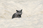 British Shorthair portrait