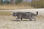 running British Shorthair