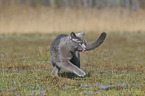 walking British Shorthair