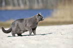 walking British Shorthair