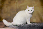 sitting British Shorthair