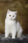 sitting British Shorthair