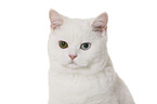 British Shorthair portrait