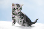 sitting British Shorthait kitten