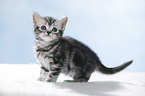 standing British Shorthait kitten