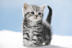 standing British Shorthait kitten