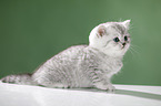 sitting British Shorthait kitten