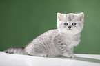 sitting British Shorthait kitten