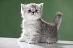 sitting British Shorthait kitten