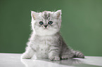 sitting British Shorthait kitten